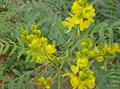 سنای ایتالیایی / حنا